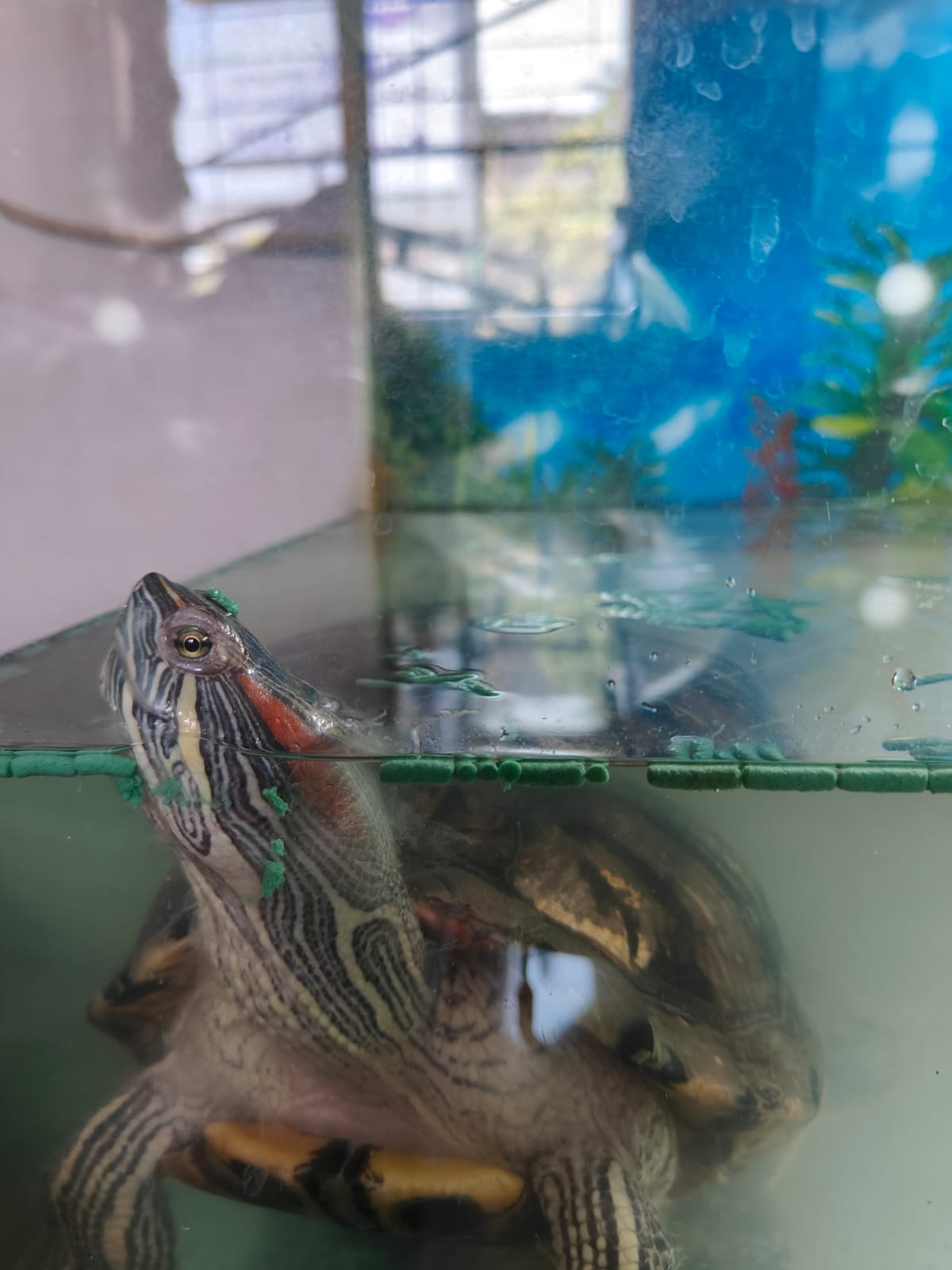 Red-Eared Slider Turtle Care Guide