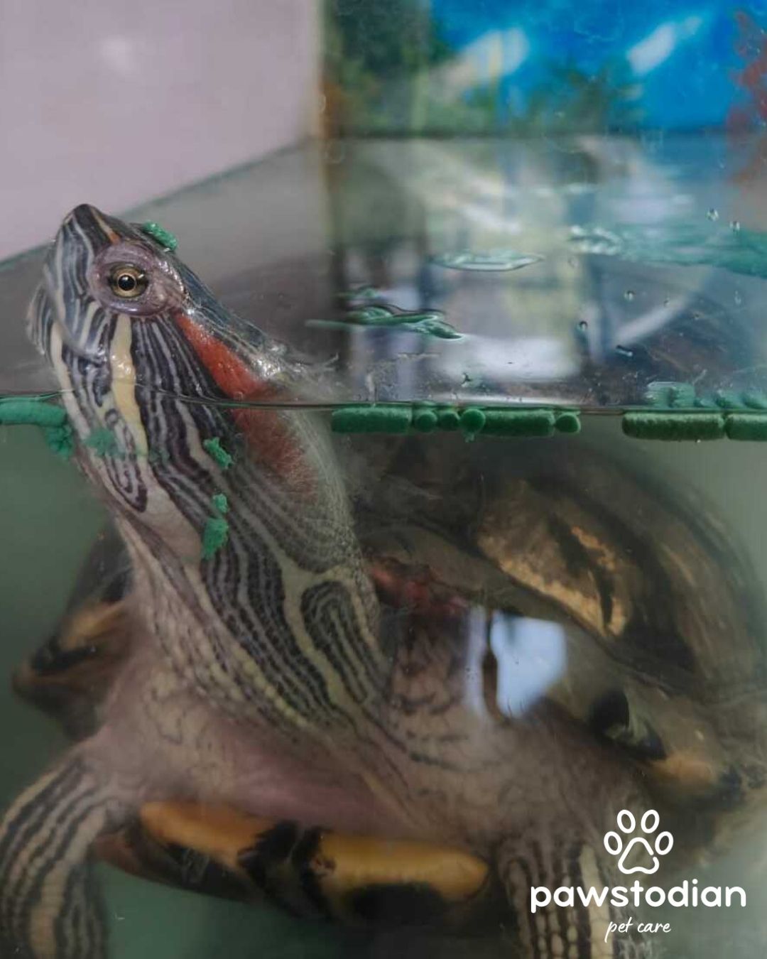 Red-Eared Slider Turtle Care Guide